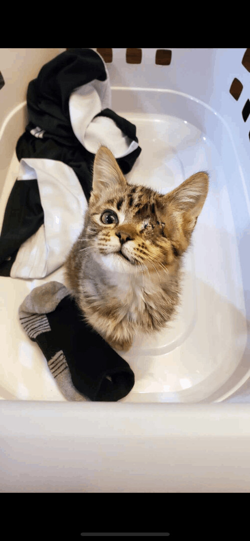 Wink, an adopted Domestic Short Hair & Tabby Mix in Omaha, NE_image-1