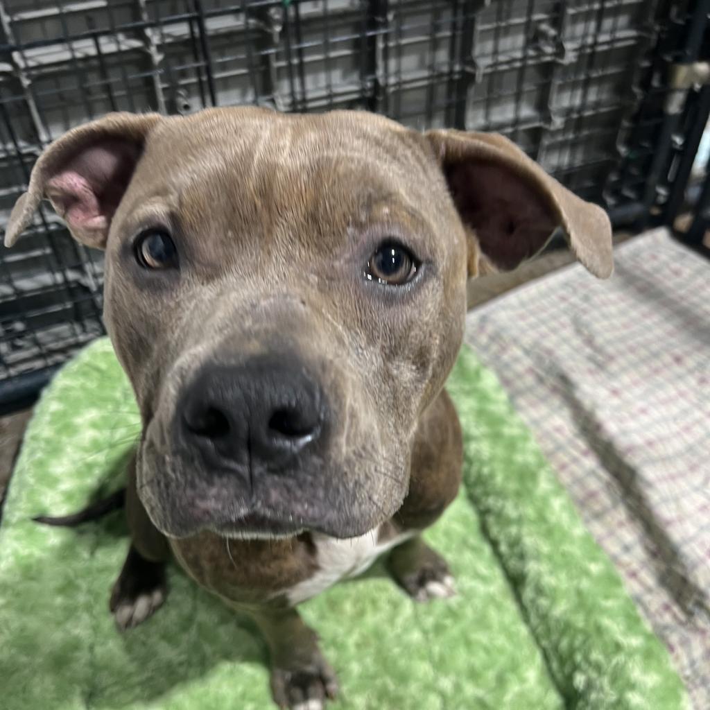 Amaretto, an adoptable Pit Bull Terrier in Hackett, AR, 72937 | Photo Image 1