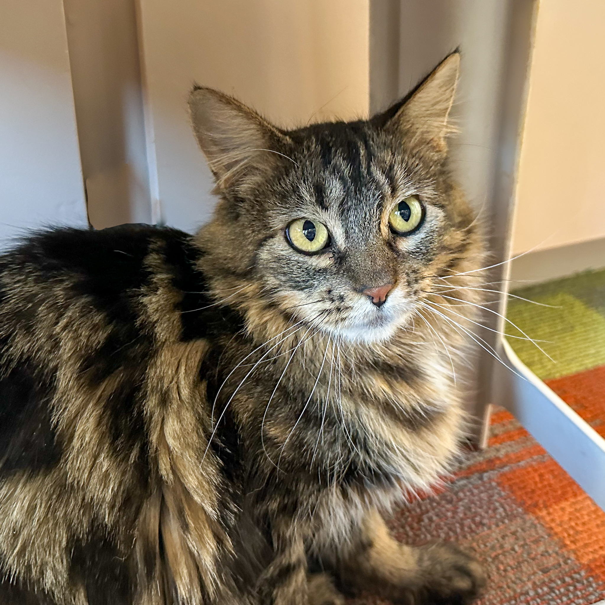 Cha Cha, an adoptable Domestic Long Hair, Maine Coon in Santa Fe, NM, 87501 | Photo Image 1