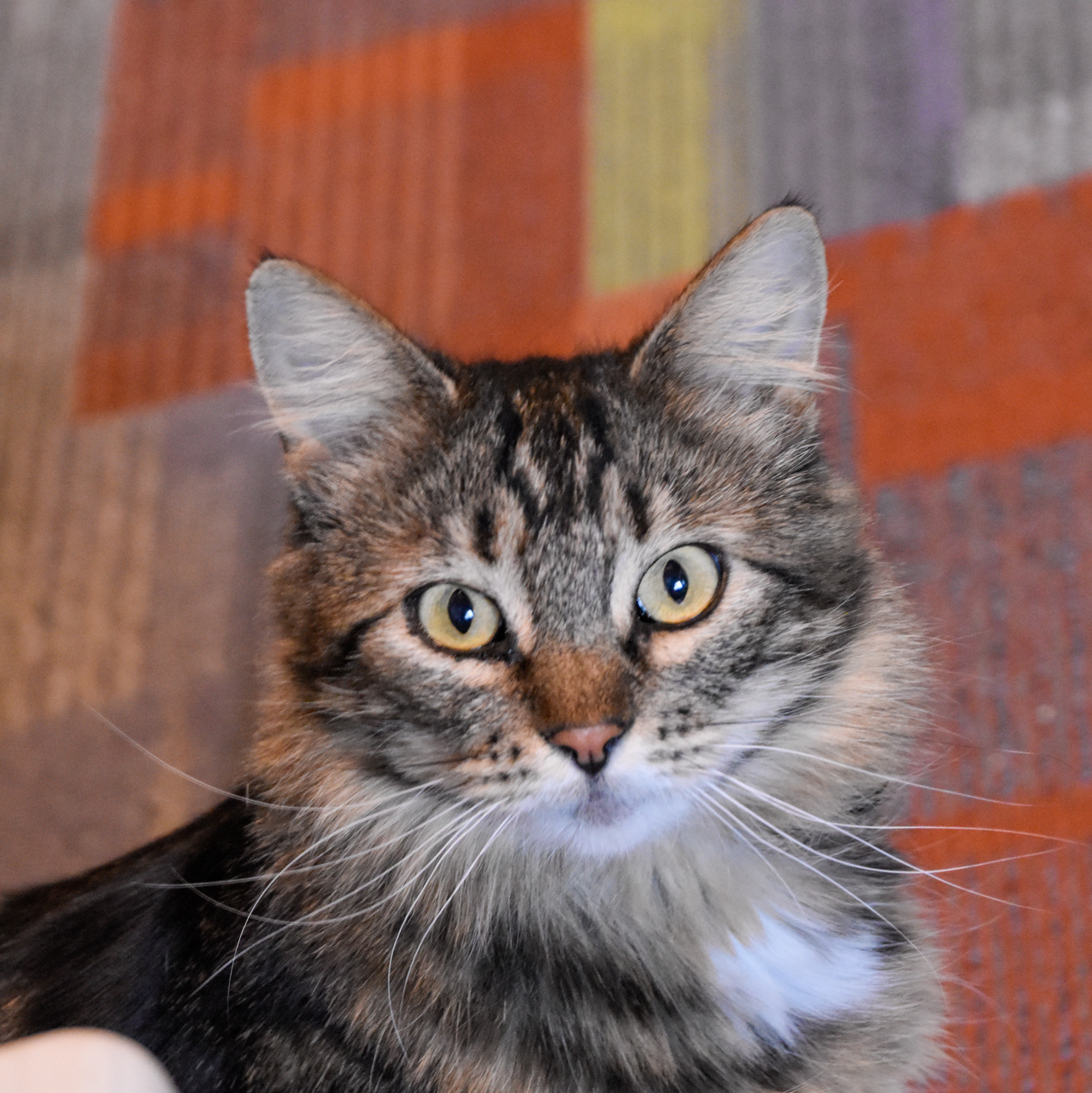 Cha Cha, an adoptable Domestic Long Hair, Maine Coon in Santa Fe, NM, 87501 | Photo Image 2