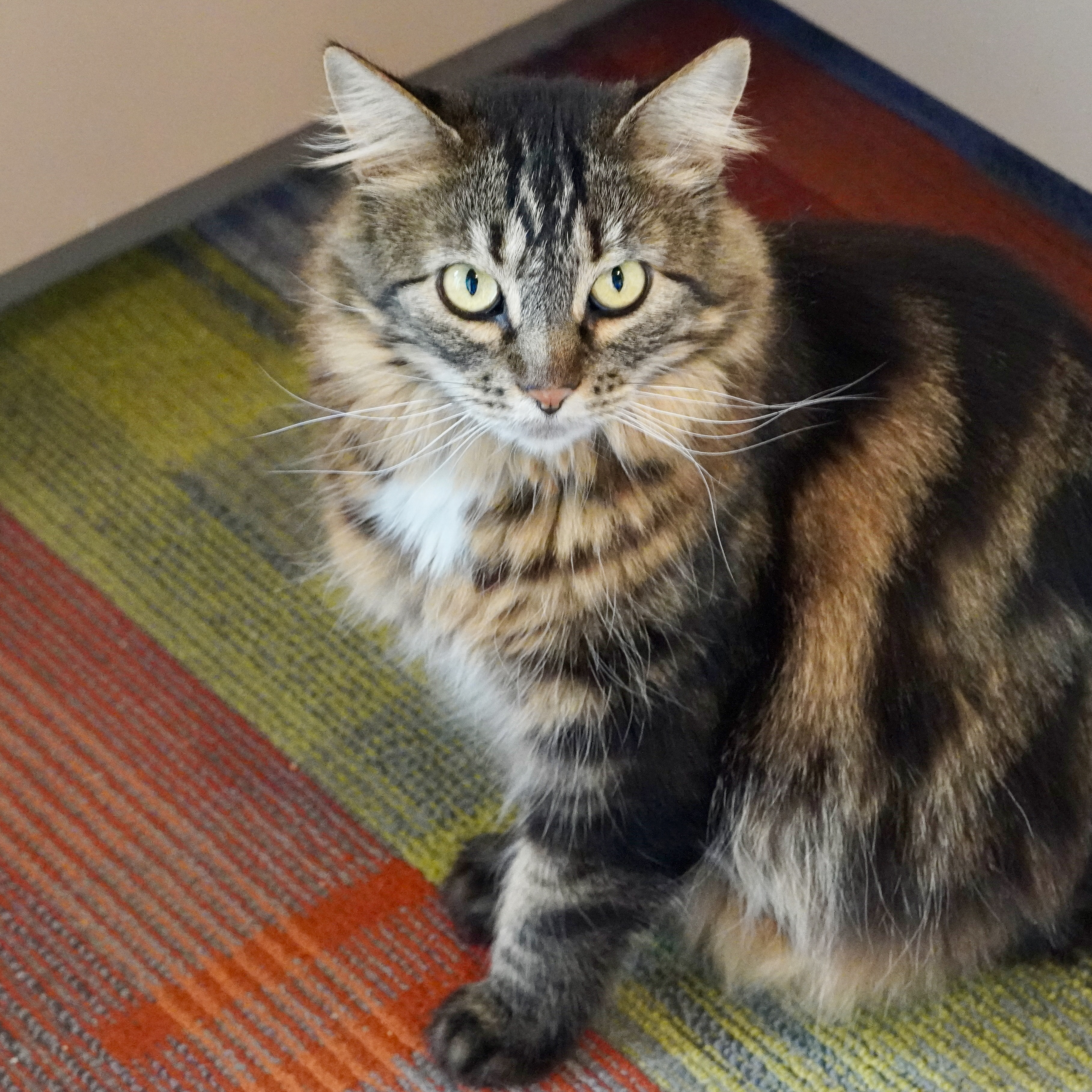 Cha Cha, an adoptable Domestic Long Hair, Maine Coon in Santa Fe, NM, 87501 | Photo Image 3