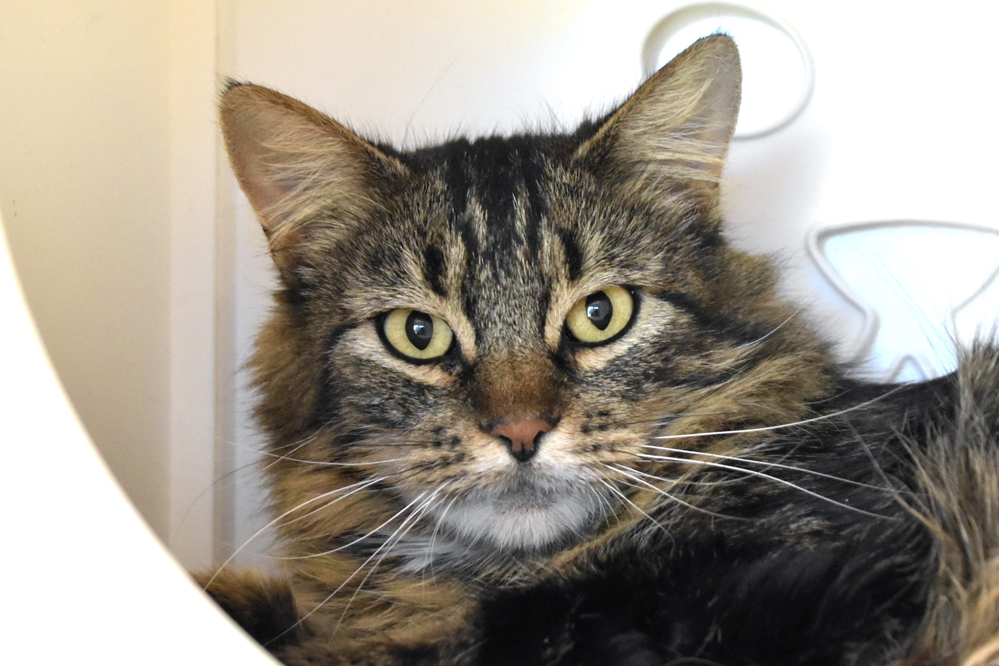 Cha Cha, an adoptable Domestic Long Hair, Maine Coon in Santa Fe, NM, 87501 | Photo Image 4