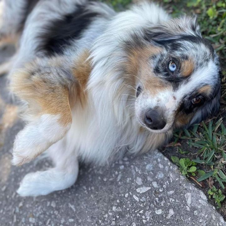 What Size Crate For Australian Shepherd Puppy