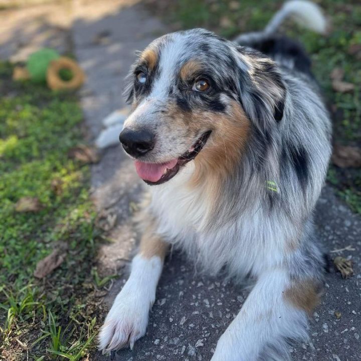 MINI AUSSIE MAMA DOGS - I HEART MINI AUSSIES ORLANDO, FLORIDA