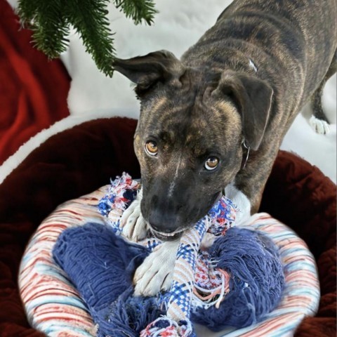 Gabby, an adoptable Pit Bull Terrier, Boxer in Buellton, CA, 93427 | Photo Image 2