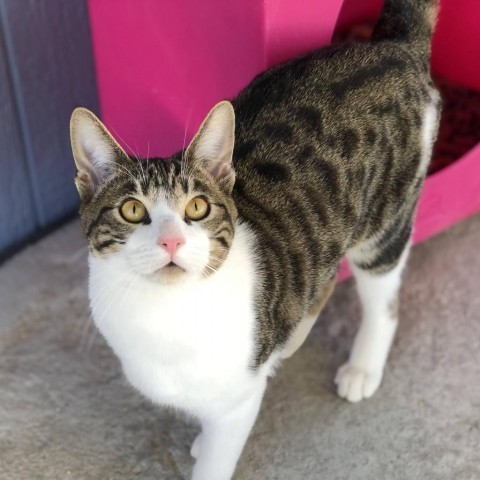 Kibou, an adoptable Domestic Short Hair in Palmdale, CA, 93551 | Photo Image 1