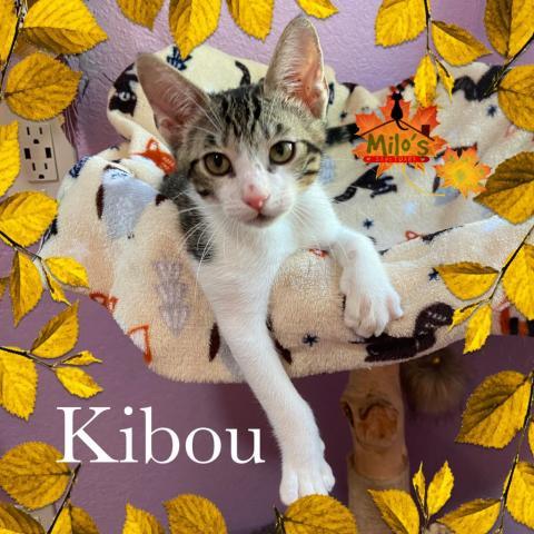 Kibou, an adoptable Domestic Short Hair in Palmdale, CA, 93551 | Photo Image 3