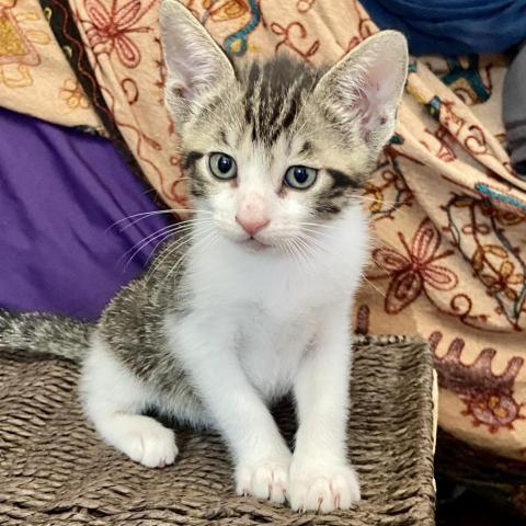 Kibou, an adoptable Domestic Short Hair in Palmdale, CA, 93551 | Photo Image 6