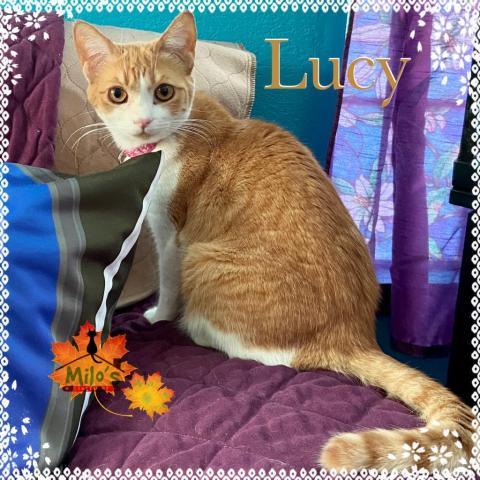 Lucy, an adoptable Domestic Short Hair in Palmdale, CA, 93551 | Photo Image 1