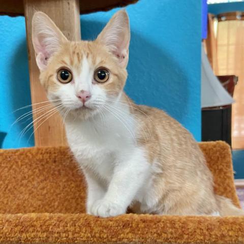 Lucy, an adoptable Domestic Short Hair in Palmdale, CA, 93551 | Photo Image 5