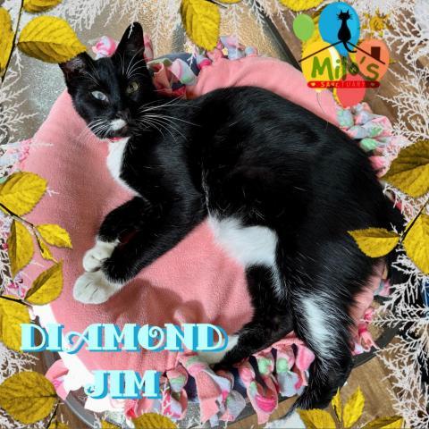 Diamond Jim, an adoptable Domestic Short Hair in Palmdale, CA, 93551 | Photo Image 1