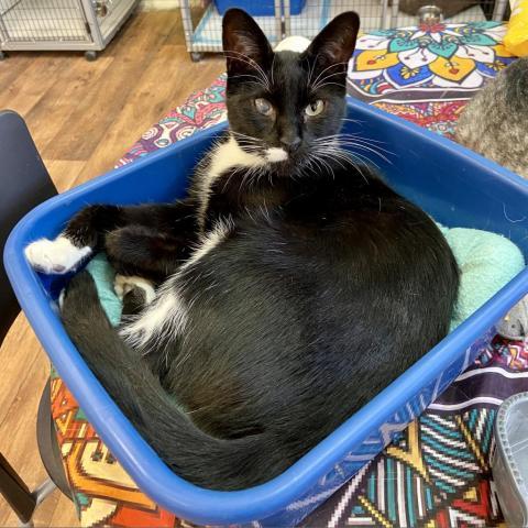 Diamond Jim, an adoptable Domestic Short Hair in Palmdale, CA, 93551 | Photo Image 5