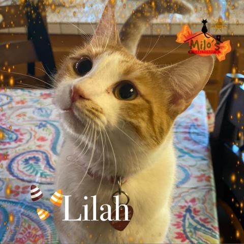 Lilah, an adoptable Domestic Short Hair in Palmdale, CA, 93551 | Photo Image 1