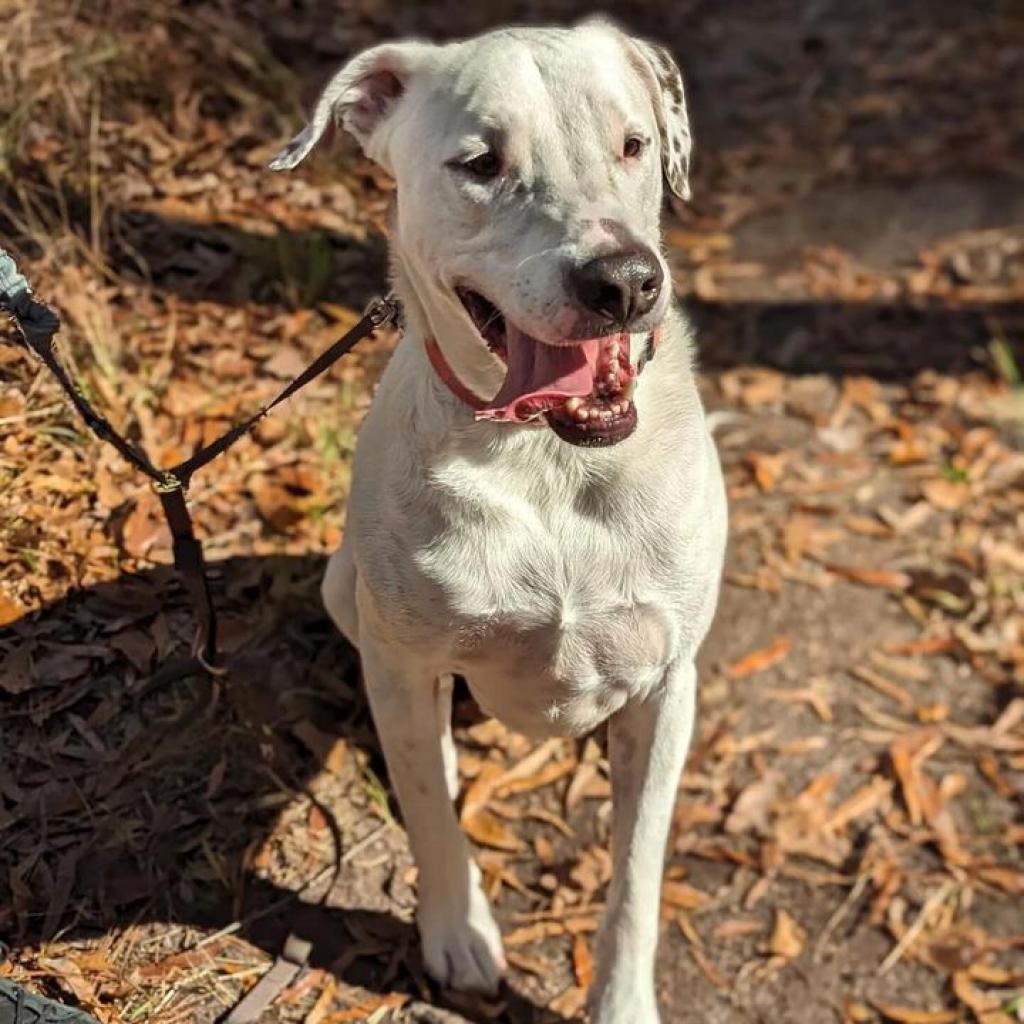 Dunkin, an adoptable Hound in Savannah, GA, 31406 | Photo Image 1