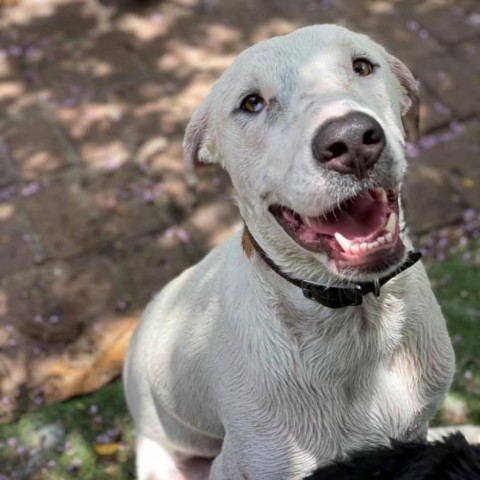 Dunkin, an adoptable Hound in Savannah, GA, 31406 | Photo Image 2