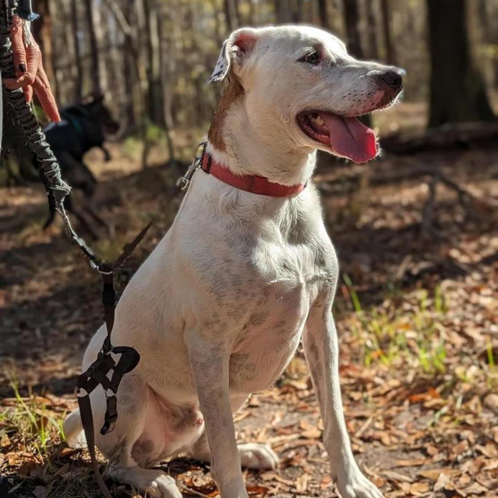 Dunkin, an adoptable Hound in Savannah, GA, 31406 | Photo Image 2