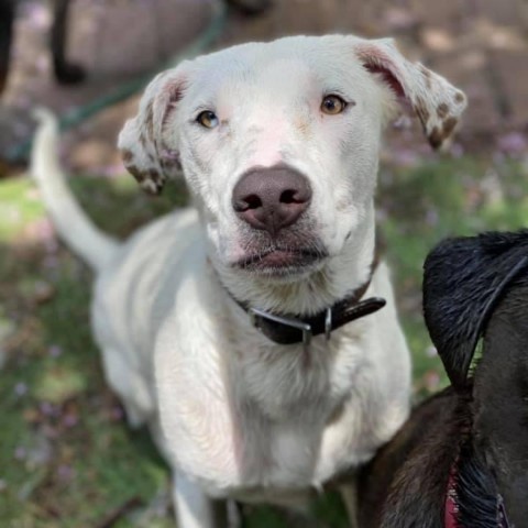 Dunkin, an adoptable Hound in Savannah, GA, 31406 | Photo Image 3