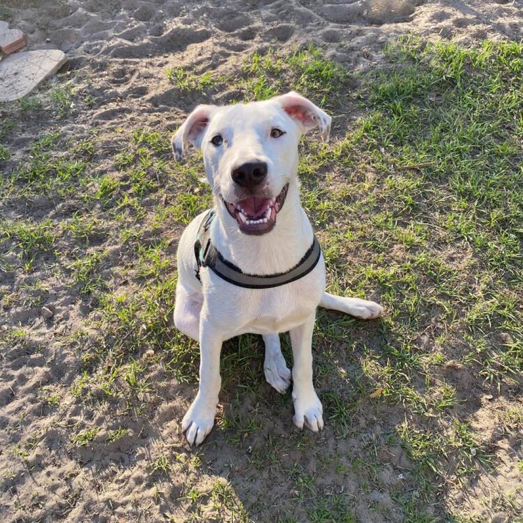 Dunkin, an adoptable Hound in Savannah, GA, 31406 | Photo Image 3