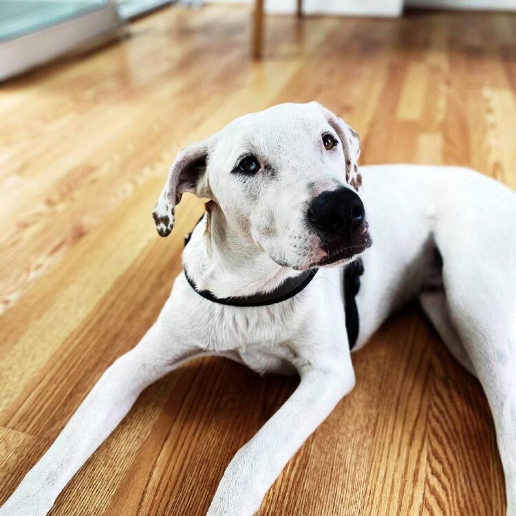 Dunkin', an adoptable Hound in Savannah, GA, 31406 | Photo Image 5