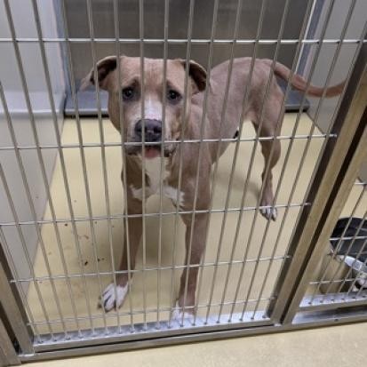 Arrow, an adoptable Pit Bull Terrier in Wichita, KS, 67278 | Photo Image 3