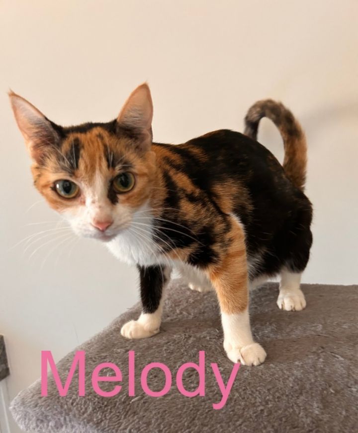 Melody 2