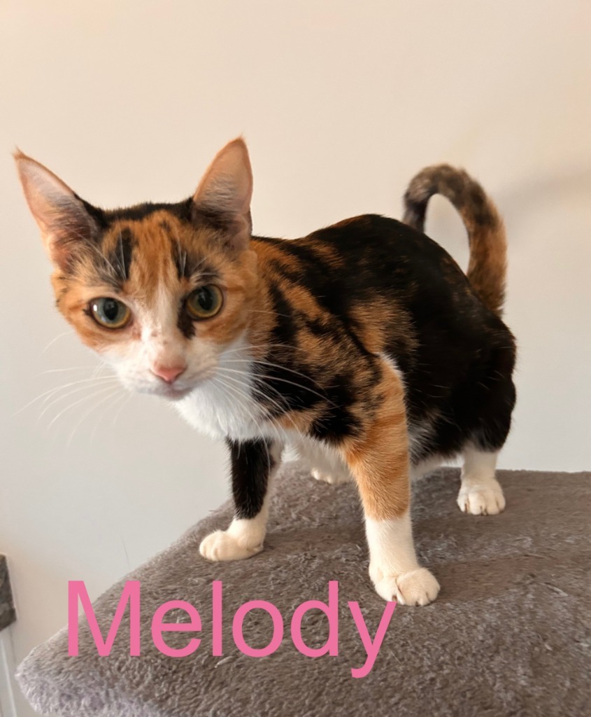 Melody, an adoptable Domestic Short Hair in Evans, GA, 30809 | Photo Image 2