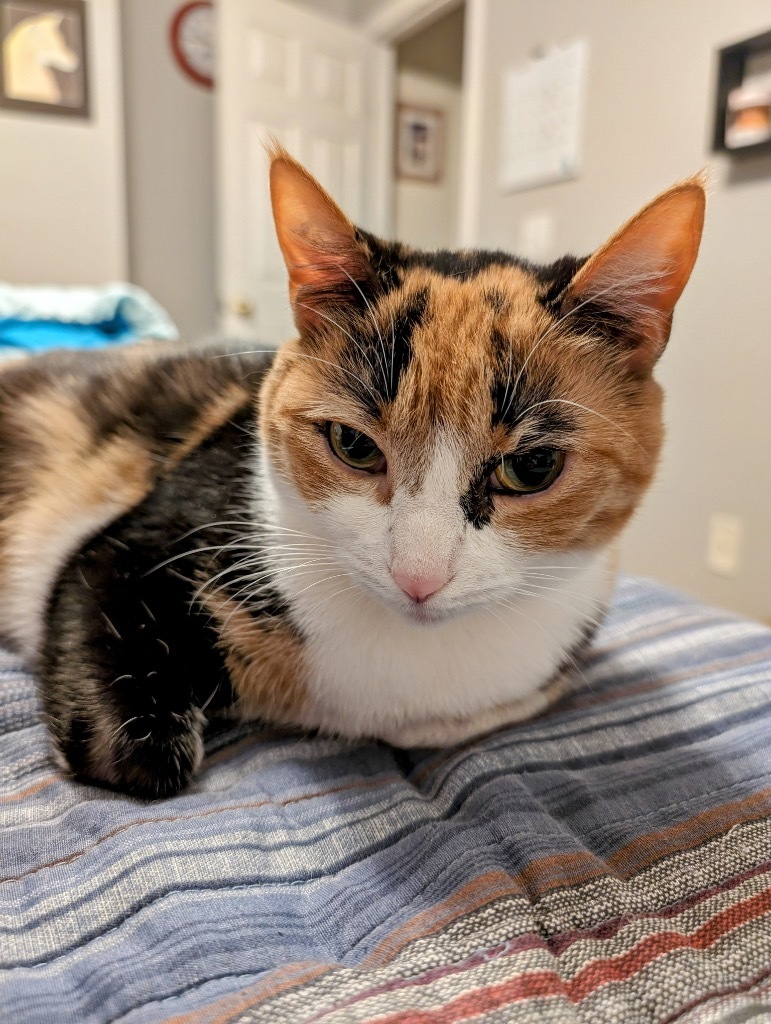 Melody, an adoptable Domestic Short Hair in Evans, GA, 30809 | Photo Image 4