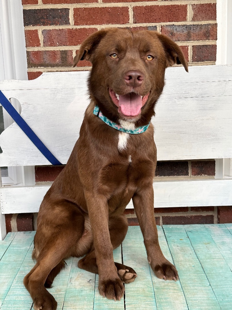 Chesador (Chesapeake Bay Retriever Lab Mix): Info, Pics, Facts Hepper ...