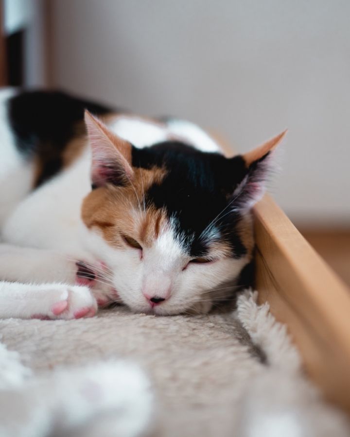 Calico cats for store adoption near me