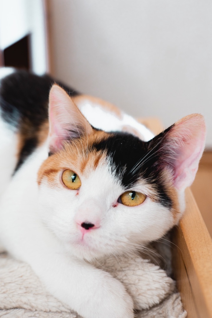 Calico cheap cat adoption