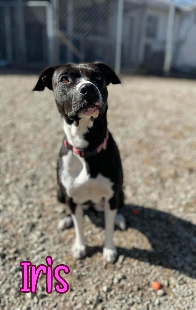 Iris, an adoptable Dalmatian, Pit Bull Terrier in Port Clinton, OH, 43452 | Photo Image 3