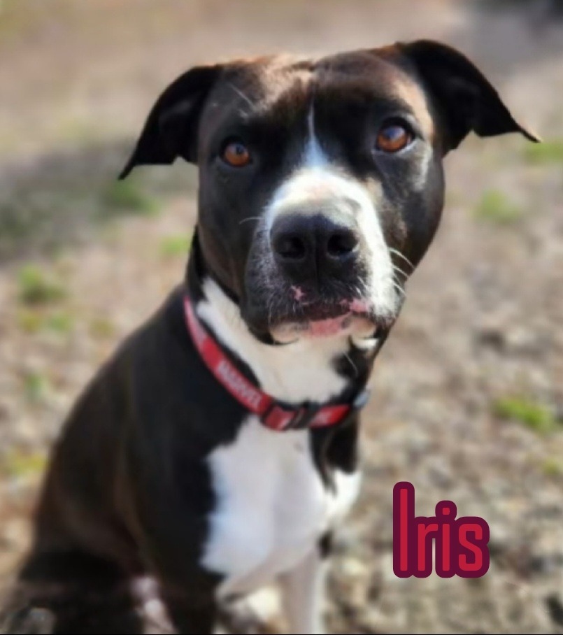 Iris, an adoptable Dalmatian, Pit Bull Terrier in Port Clinton, OH, 43452 | Photo Image 4