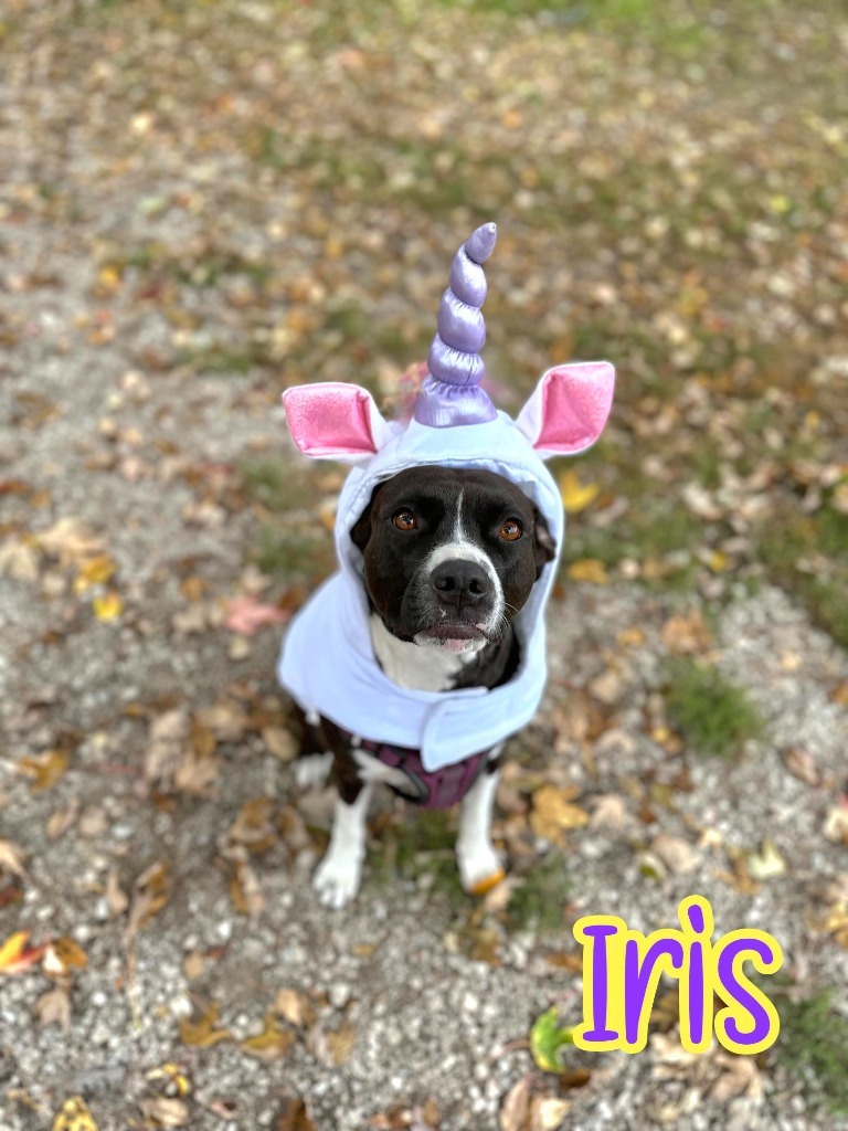Iris, an adoptable Dalmatian, Pit Bull Terrier in Port Clinton, OH, 43452 | Photo Image 5