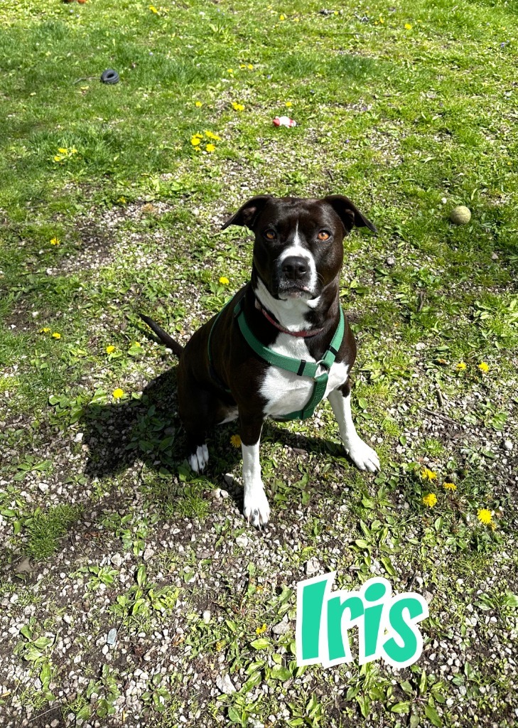 Iris, an adoptable Dalmatian, Pit Bull Terrier in Port Clinton, OH, 43452 | Photo Image 6