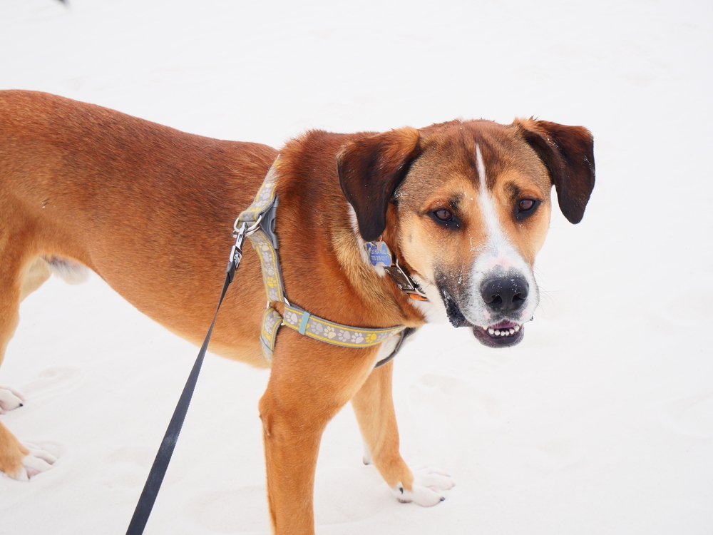 Toby, an adoptable Anatolian Shepherd, Saint Bernard in Boulder, CO, 80301 | Photo Image 1