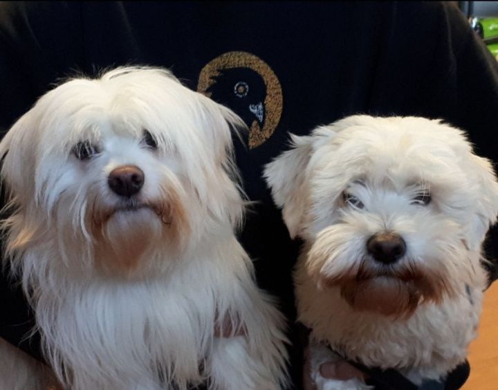 drøm Ordinere seng Dog for adoption - Ben and Kumo, a Havanese & Coton de Tulear Mix in  Vancouver, BC | Petfinder