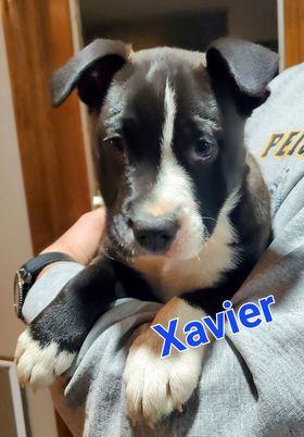 Dog for adoption - Xavier, a Labrador Retriever Mix in Sunderland, MD |  Petfinder