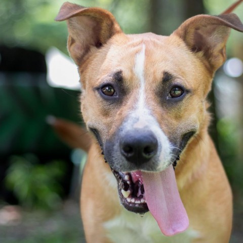 Duncan, an adoptable Black Mouth Cur, Boxer in QUINCY, FL, 32351 | Photo Image 1