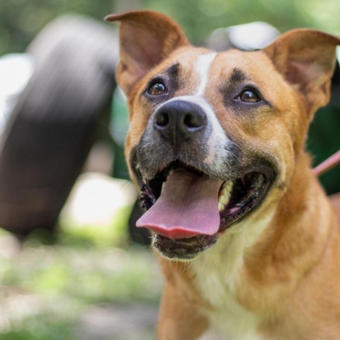 Duncan, an adoptable Black Mouth Cur, Boxer in QUINCY, FL, 32351 | Photo Image 2