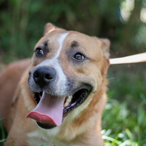 Duncan, an adoptable Black Mouth Cur, Boxer in QUINCY, FL, 32351 | Photo Image 3