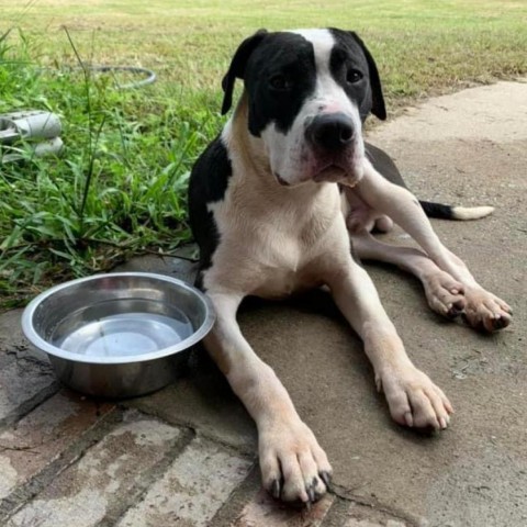 Artemis, an adoptable American Staffordshire Terrier in Savannah, GA, 31406 | Photo Image 1