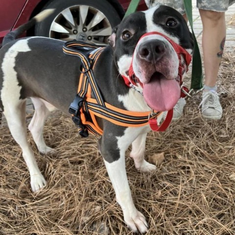 Artemis, an adoptable American Staffordshire Terrier in Savannah, GA, 31406 | Photo Image 3