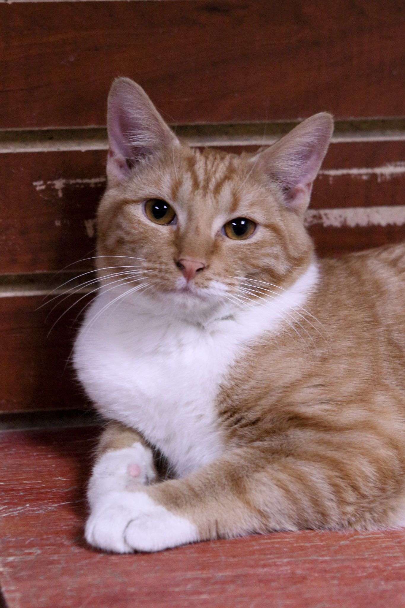 Gabriel, an adoptable Tabby, Domestic Short Hair in Austin, MN, 55912 | Photo Image 1