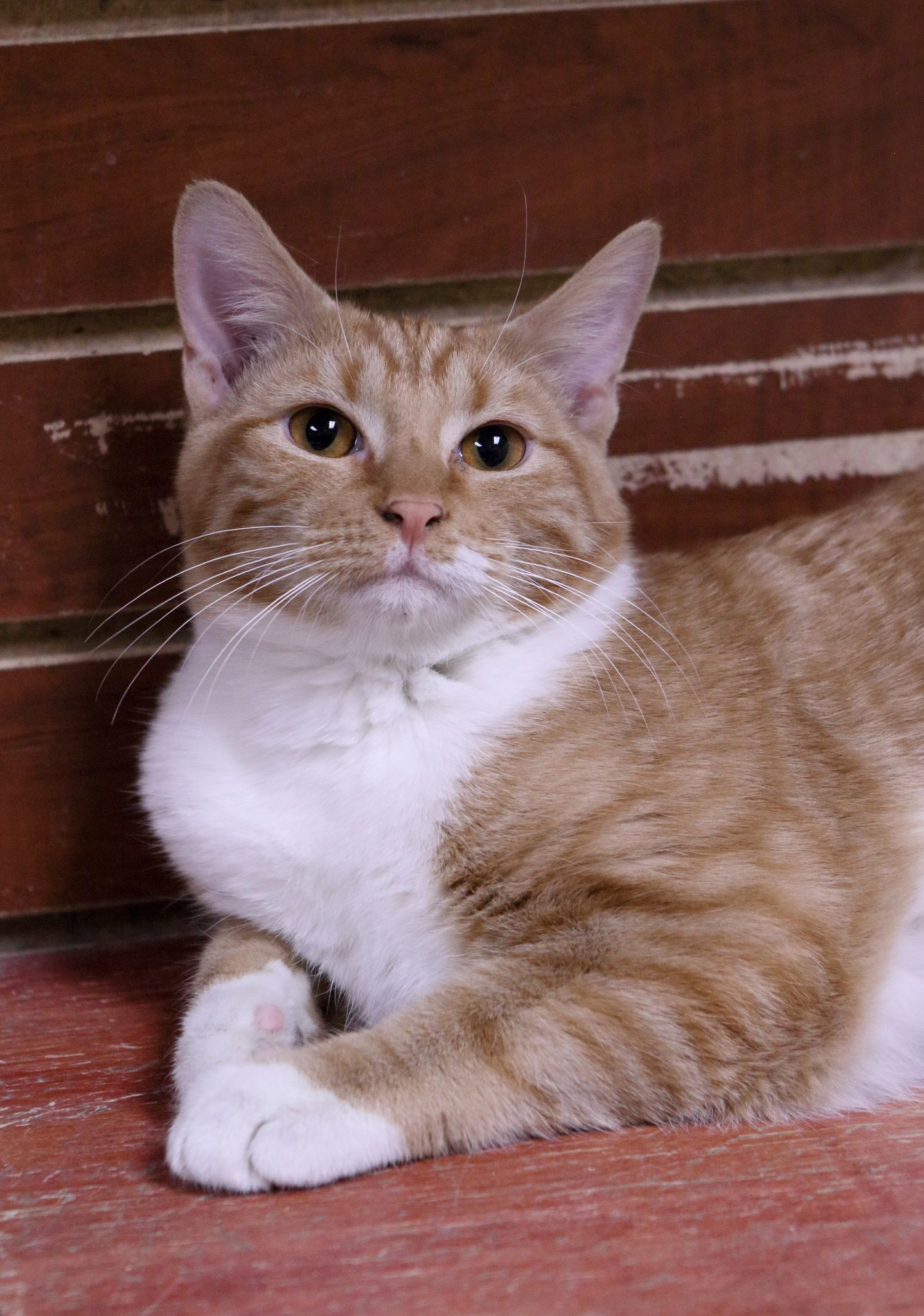 Gabriel, an adoptable Tabby, Domestic Short Hair in Austin, MN, 55912 | Photo Image 2