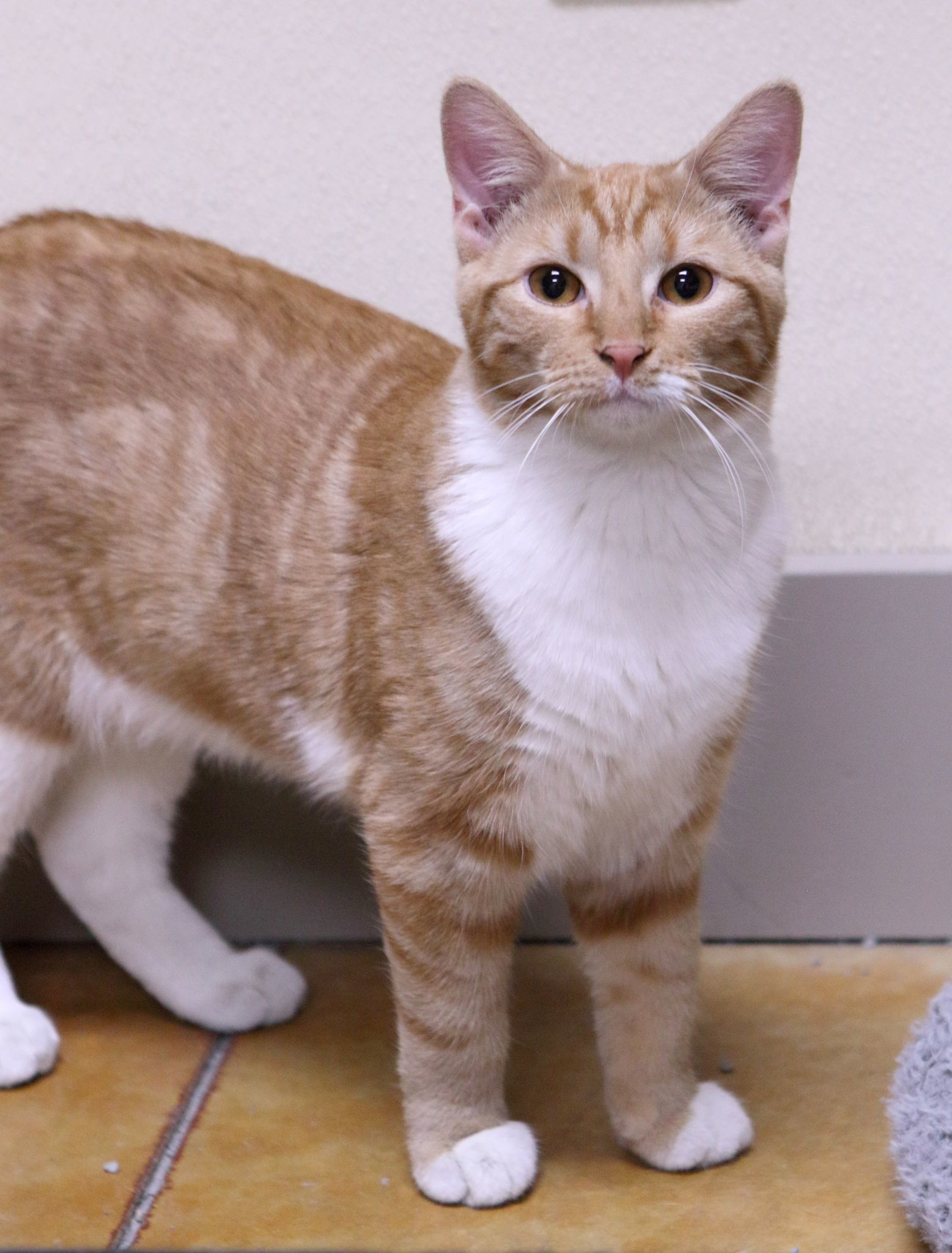 Gabriel, an adoptable Tabby, Domestic Short Hair in Austin, MN, 55912 | Photo Image 3