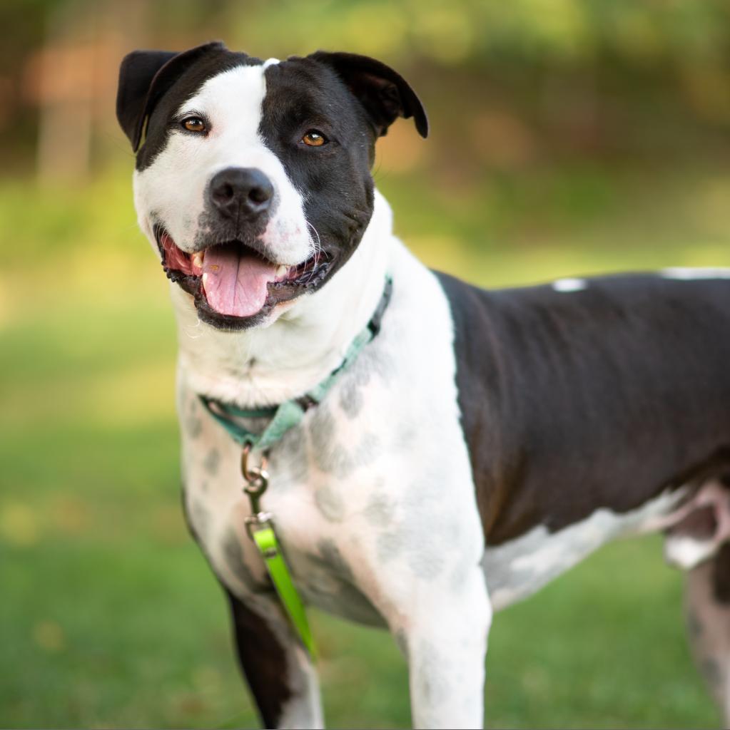 Keanu, an adoptable Mixed Breed in Hampton Bays, NY, 11946 | Photo Image 1