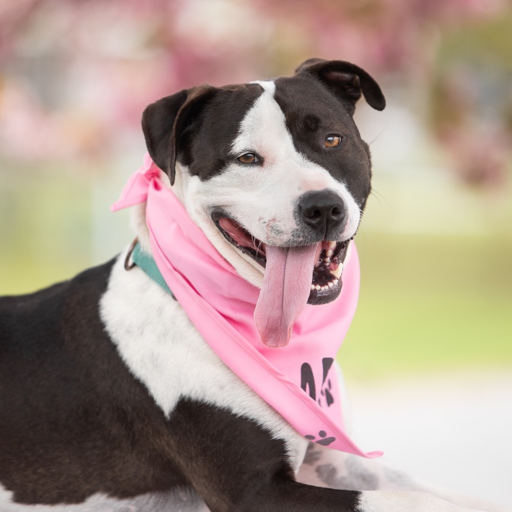 Keanu, an adoptable Mixed Breed in Hampton Bays, NY, 11946 | Photo Image 1