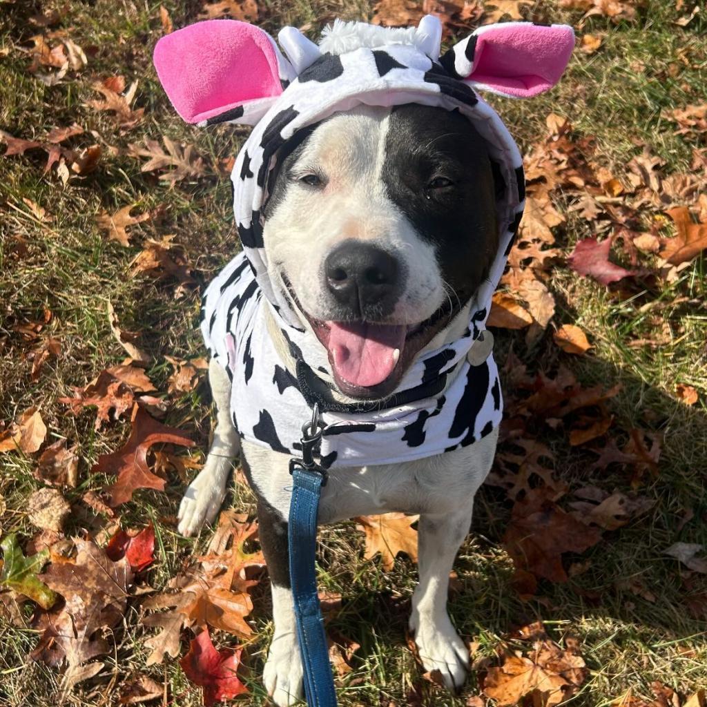 Keanu, an adoptable Mixed Breed in Hampton Bays, NY, 11946 | Photo Image 2