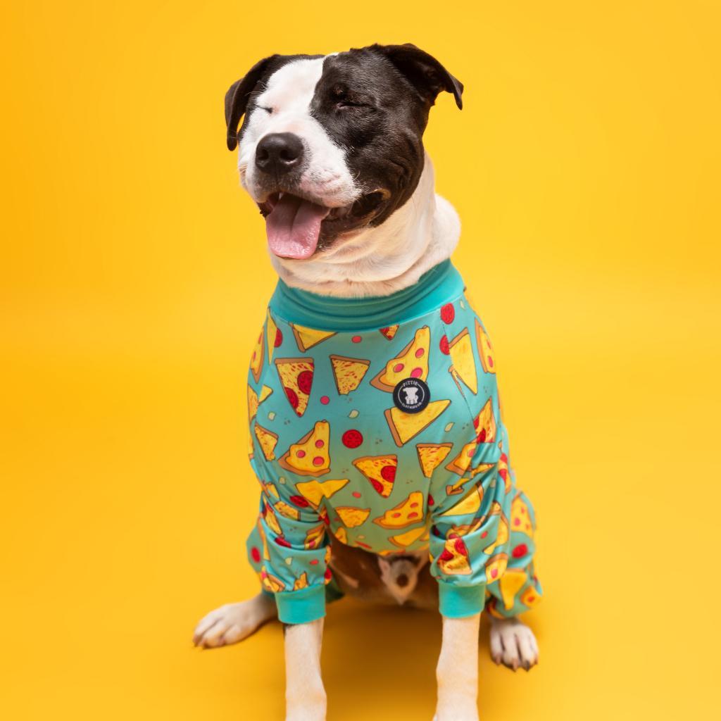 Keanu, an adoptable Mixed Breed in Hampton Bays, NY, 11946 | Photo Image 4