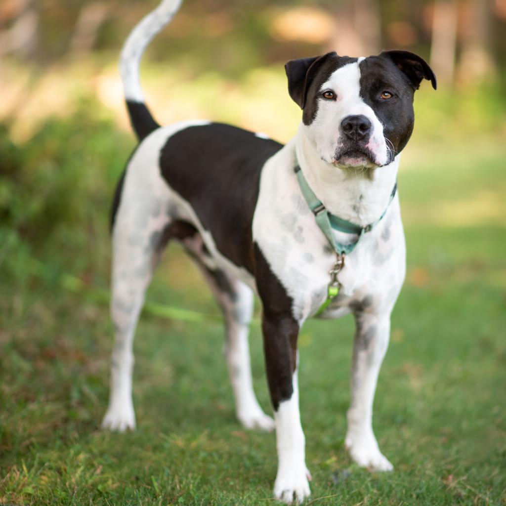Keanu, an adoptable Mixed Breed in Hampton Bays, NY, 11946 | Photo Image 6